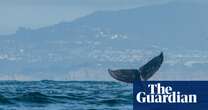 Humpback whales back in Britain, with rise in sightings from Kent to Isles of Scilly