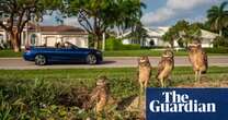 Crabs, cockatoos and ringtail possums: the wild things thriving in our cities