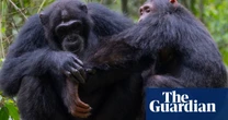 Chimpanzees use leaves to wipe bums and clean up after sex, study finds