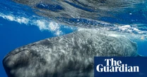 Sperm whales change ‘vowel’ sounds when boats are nearby, scientists discover