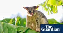 Playing Possum by Susana Monsó review – do animals understand death?