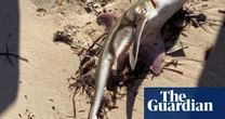 ‘A horror movie’: sharks and octopuses among 200 species killed by toxic algae off South Australia