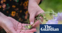 Eden Project wildflower centre issues climate warning as it marks 25th year