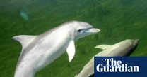 Dolphin deaths in South Australia spike after algal bloom decimates food sources