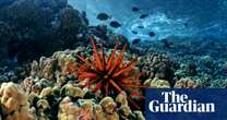 Playing thriving reef sounds on underwater speakers ‘could save damaged corals’