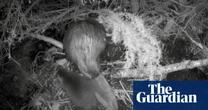 Britain experiencing a beaver baby boom as kits spotted across the country
