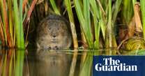 Water voles bounce back in key areas but distribution across UK declines