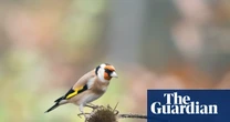 Light pollution causes urban birds to stay awake longer each day, study finds