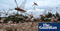 Fine young cannibals: locust study could lead to better pest control