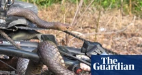 Snake in a chain: lucky escape for Australian woman after bite from deadly reptile caught in bike chain