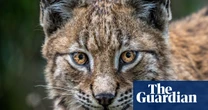 Lynx could thrive in Northumberland with most in area supporting return, study finds