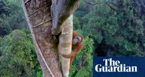 The genius of trees: how forests have shaped humanity, from chocolate cravings to our ability to dream