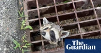 Week in wildlife: a stuck raccoon, a hardy mouse and a well-camouflaged wildcat