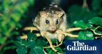 ‘Only hope we’ve got’: the audacious plan to genetically engineer Australia’s endangered northern quoll