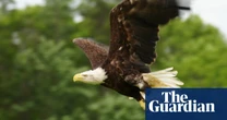 US vet uses cod skin to save bald eagle in time for Fourth of July