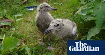 Herring gull chicks would rather have fish than your chips, finds study