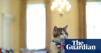 A rats to riches story: Larry the Downing Street cat finds place in TV spotlight