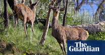 ‘Australia’s next rabbit plague’: calls for feral deer in Victoria to be considered a pest instead of wildlife