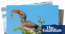 Week in wildlife: a rescued monkey, squabbling jays and an amputee camel