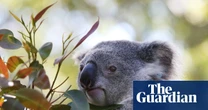 Park to protect 12,000 koalas to go ahead via contentious carbon credit deal by Albanese government