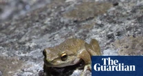 Hopes high as hundreds of critically endangered frogs survive release into wild in Victoria