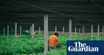 How Bolivia’s cacao farmers took on the gold mining industry – and won