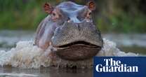 ‘Thrown like a rag doll’: British tourist narrowly survives hippo attack in Zambia