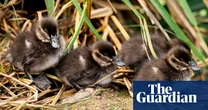 Rare maccoa ducklings hatch at Chester zoo for first time