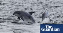 Wildlife enthusiasts called on to help record dolphins and whales on UK coast