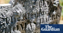 Looking for lichen: Church of England launches search for life on gravestones