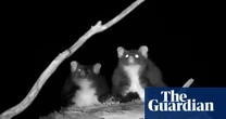 Greater gliders not as great at gliding as thought – but still look like magic carpets, experts say