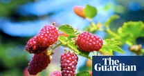 Got a sunny bed going spare? Tayberries offer great bang for your buck