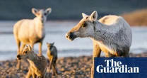 ‘Erasure of years of work’: outcry as White House moves to open Arctic reserve to oil and gas drilling