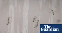 Debugging: Google requests permission to release 32m mosquitoes in California and Florida