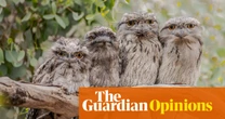 Tawny frogmouths take patience to appreciate. They will reward you with insights into their remarkable lives | Stephanie Convery