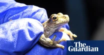 Hundreds of endangered frogs have survived after reintroduction to the wild in Victoria – video