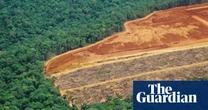 ‘Surely we are smarter than mowing down 1,000-year-old trees to make T-shirts’ – the complex rise of viscose