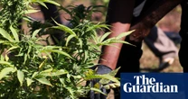 New bill aims to allow research to catch up with US’s increasing cannabis consumption