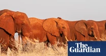 Ancient elephant migration routes are being blocked off – can anything stop the rising death toll?