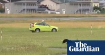 Bear on runway halts flights at Japanese airport – video
