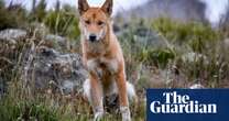 Alpine dingoes at risk of extinction after Victorian government extends right to cull