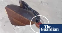 Footage shows snail on the brink of extinction giving birth through its neck - video