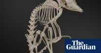 Distorted moles to lesser bilbies: a new way to marvel at Australia’s supremely weird and unique mammals