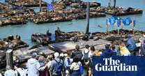 Pier pressure: more than 1,000 sea lions assemble at San Francisco dockside