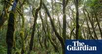 ‘Cloud-milking’: the zero-energy technique keeping young trees alive