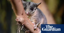 This elusive possum was thought to be extinct outside Victoria. Now ecologists have made an ‘amazing’ discovery