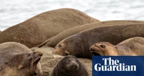 Levitating penguins and predatory ants: Australian Geographic nature photographer of the year 2026 shortlist – in pictures