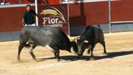 Dos 'saltillos' rezagados en el ruedo, protagonistas este lunes del encierro de Calaparra