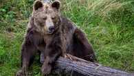 Niedźwiedź zabił kobietę i krowę na pastwisku