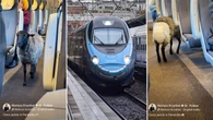Owca pasażerem Pendolino. Pojawiło się nagranie z niezwykłej podróży